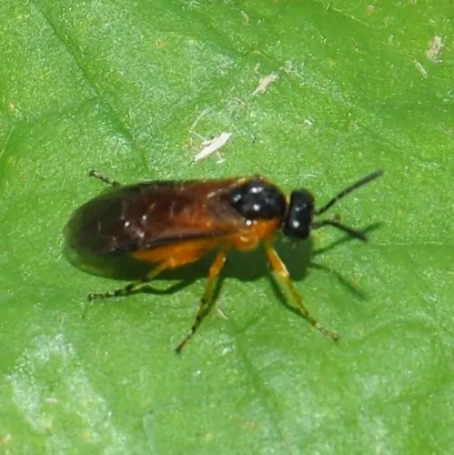 Stonecrop Tigress