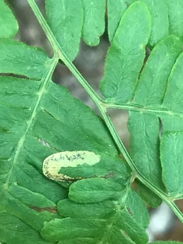 Phytoliriomyza pulchella