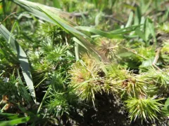 Rocky Mountain pincushion-plant thumbnail 2
