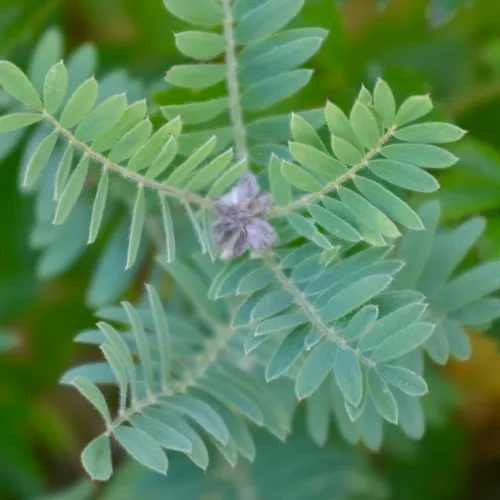 goat's rue