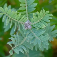goat's rue thumbnail 1
