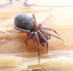 Morose Woodland Spider thumbnail 2