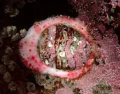 Veiled Chiton thumbnail 4