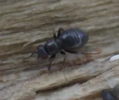 Aptilotus politus thumbnail 3