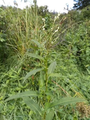 Stout Smartweed
