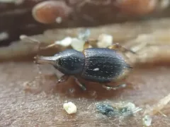 Thalasselephas testaceus thumbnail 2