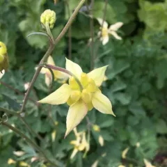 yellow columbine thumbnail 2
