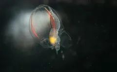 Dimophyes arctica thumbnail 3