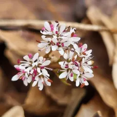 harbinger of spring thumbnail 1