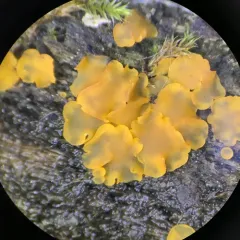glasscup thumbnail 4
