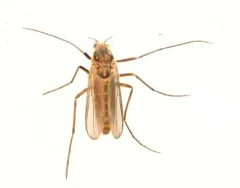Monkeyflower Non-biting Midge thumbnail 4