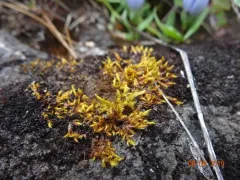 Clustered Rock Moss thumbnail 2