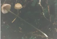 Entoloma bicoloripes thumbnail 4