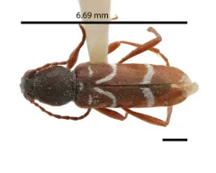 Clytus canadensis thumbnail 3