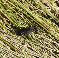 Prionyx atratus thumbnail 2