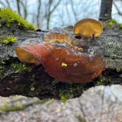 amber jelly fungus thumbnail 4