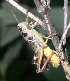 Keeler's Spur-throat Grasshopper thumbnail 4