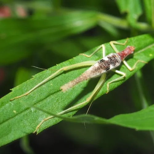 Two-spotted Tree Cricket