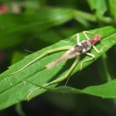 Two-spotted Tree Cricket thumbnail 1
