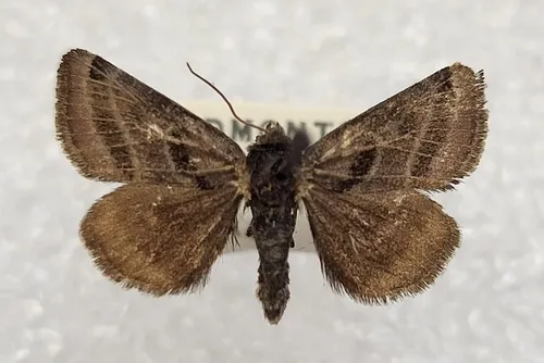 Dark-banded Flower Gem Moth