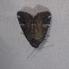 Gray Marvel Moth thumbnail 4