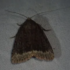 Smooth Amphipyra Moth thumbnail 4
