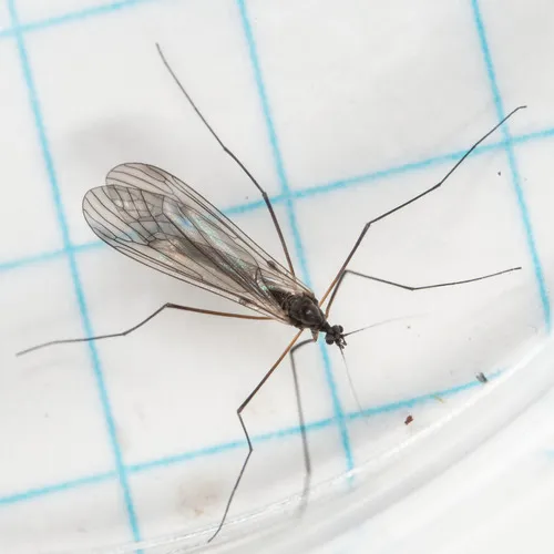 Trichocera garretti