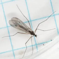 Trichocera garretti thumbnail 1