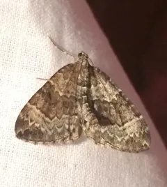 Eulithis destinata thumbnail 4