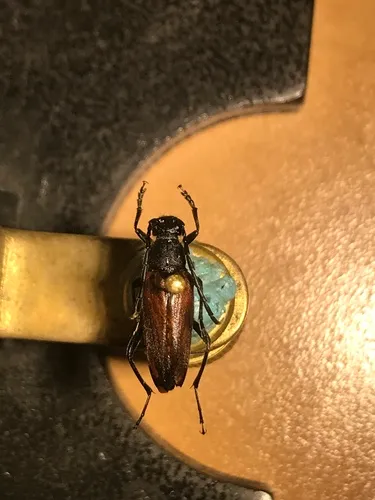Pygoleptura nigrella