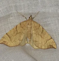 Currant Eulithis Moth thumbnail 3
