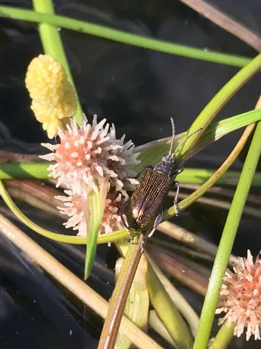 Hairy-necked pondweed beetle