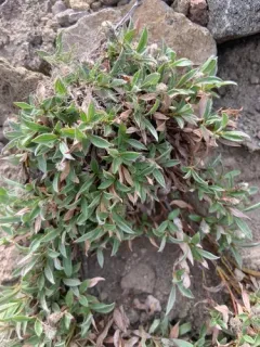 Cascade Willow thumbnail 2