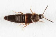 Oxypoda opaca thumbnail 3