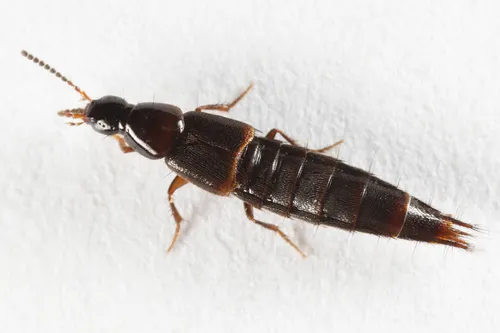 Heterothops cognatus