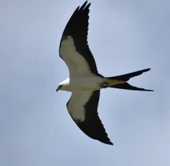 Swallow-tailed Kite thumbnail 4