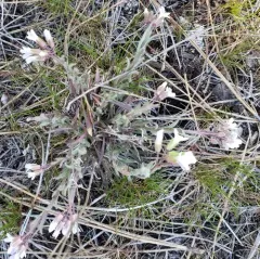 Cusick rockcress thumbnail 4