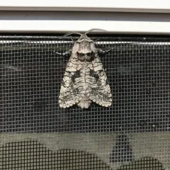 Carpenterworm Moth thumbnail 3