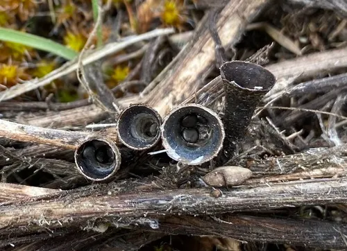 Cyathus pygmaeus