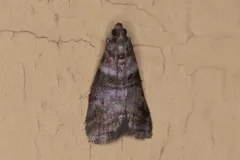 Sweetgum Leafroller Moth thumbnail 4