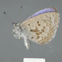 Asher's Blue thumbnail 3