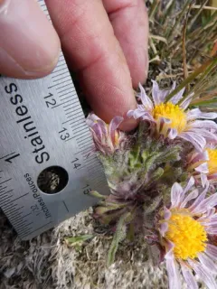 Yellowstone grounddaisy thumbnail 4