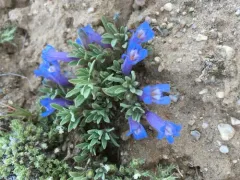 mat penstemon thumbnail 2