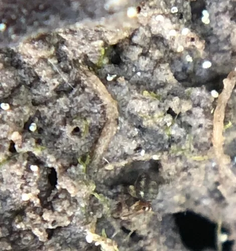 Sminthurinus elegans