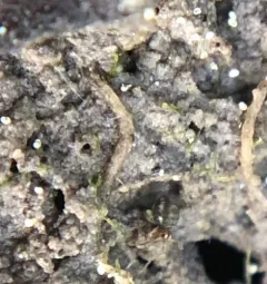 Sminthurinus elegans thumbnail 1