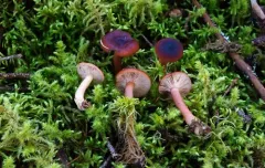 Liver Milkcap thumbnail 2