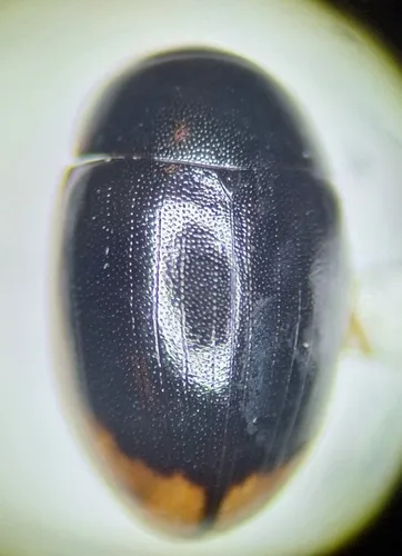 Cercyon cinctus