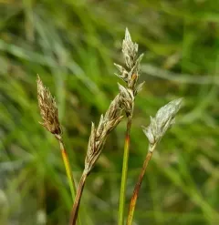 sanddune sedge thumbnail 3