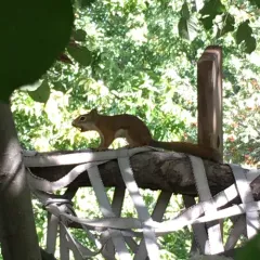American Red Squirrel thumbnail 2