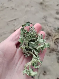 Fan Ramalina thumbnail 4